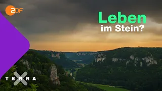 Das Leben im Stein: Wie Kalkstein entstanden ist | Terra X