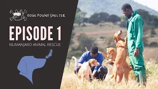Kilimanjaro Animal Rescue Episode 1 - The Doge Pound Pups Get Cozy Beds