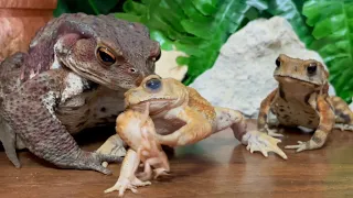 Only the gentle are ever really strong！(Miyako Toad & Japanese Toad)