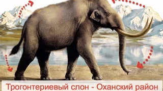 История одного слона //ЕГОШИХАтудэй