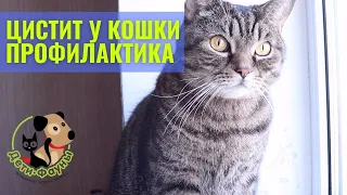 Профилактика цистита у кошки