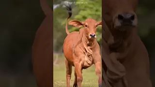 Beautiful Cow