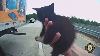 Truck Driver Stops Traffic to Help Police Save Kitten
