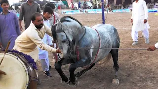 Unforgettable Horse Dance You Can't Miss - Epic Horse Dance - Ghoda Nach on Dhol
