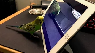 How Kiwi the Talking Budgie learns from Siri