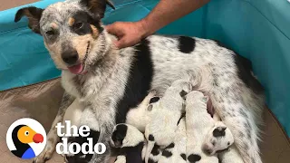 Pregnant Foster Dog Surprises Everyone With Her Tenth Puppy | The Dodo Foster Diaries