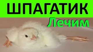 Шпагатик или Вертолетик у цыплят и перепелят / Как вылечить / Что делать