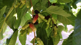 Illinois Everbearing Mulberry(Morus alba x rubra) Fruiting in AZ - 9B