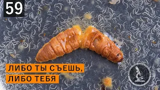 ЕДЯТ ЛИЧИНКУ ИЗНУТРИ. НЕМАТОДЫ ВНУТРИ ЛИЧИНКИ. EAT THE LAVRA FROM THE INSIDE