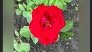 Корнесобственная роза выращенная из черенка в открытом грунте