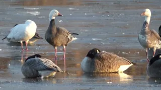 Snow Goose