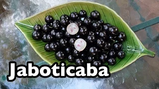 All About Jaboticaba, the tree grape from Brazil!