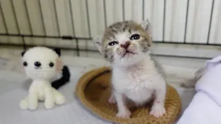 おしゃべりの途中で電池が切れ寝落ちモードに入る子猫