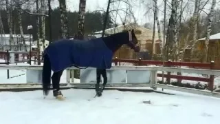 Зимняя прогулка на свежем воздухе в зимней попонке. (Лошадь в леваде)