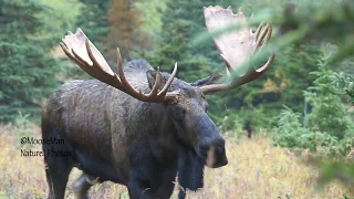 Huge Bull Moose with His Frisky Cows | MooseMan Video Photography Calendar