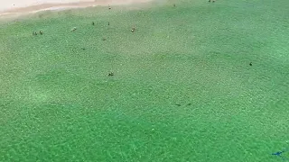 Drone Footage Shows Several Sharks Swimming Close to Beachgoers Off Fort Lauderdale Coast