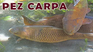 PEZ CARPA EN POSAS | METODOS DE CRIANZA | CARACTERISTICAS DE LA CARPA Y SU HABITAT |  NUTRITIVO