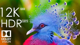 10 Most Beautiful Animals on Planet Earth - 12K HDR 120fps Dolby Vision