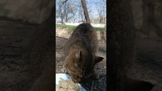 Котик Монстрик,так долго не приходил,что я уже начала  переживать.#спасение_и_помощь #cat #котик