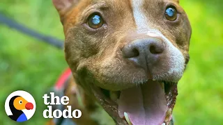 Nobody Thought This Blind Pittie Would Ever See Again Until… | The Dodo