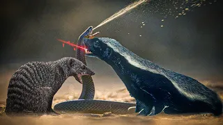 Skillful Snake Killer | Mongoose vs Honey Badger Showdown