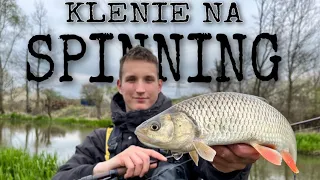 WIOSENNE KLENIE NA SPINNING Z MAŁYCH RZEK