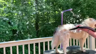 Siberian Husky summer blow out!