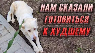 Анализы крови Леди показали СТРАШНОЕ😱 В Сердце и в Легких у нее...