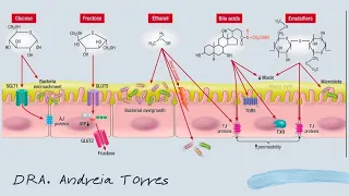 FATORES DIETÉTICOS QUE INFLUENCIAM A PERMEABILIDADE INTESTINAL | APRENDA NUTRIÇÃO