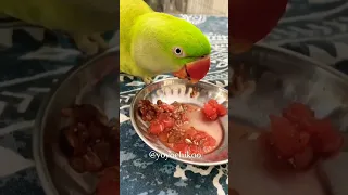 Talking Parrot Eat Watermelon 🍉🍉