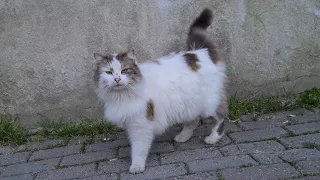 Cute street cat with wonderful fur and beautiful pattern.