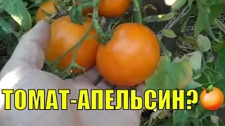 Томат Апельсин - лидер оранжевых томатов.