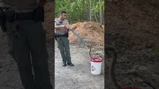 WCO Captures a Timber Rattlesnake