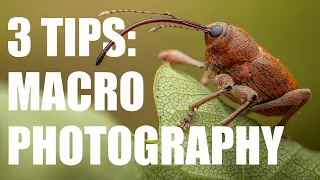 3 Tips to take Your Macro Photography to the Next Level