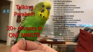 Parakeet speaks 20+ times in ONE MINUTE