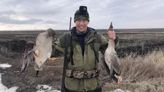 "Пленённый гусь" охота на гуся в Саратовской области