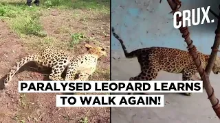 Beating The Odds, Paralyzed Leopard Learns To Walk Again