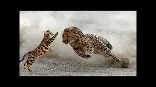 CHEETAH vs SERVAL CAT ►► Real Fight - Snake Puma Mountain Lion Grizzly Bear Cougar Jaguar Crocodile