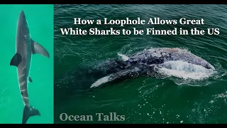 How a Loophole Allows White Sharks to be Finned in the US: Ocean Talks