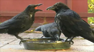 The Crow Family is Moulting