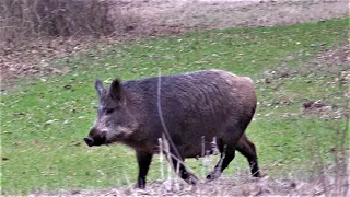 6.5 CREEDMOOR DROPS WILD HOG!