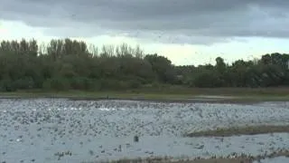 Geese arrive at WWT Martin Mere