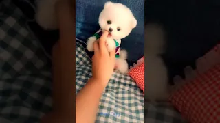 【Compilation】Dog Pet Puppy Pomeranian Grooming Teddy bear style ! dogs story #short 35