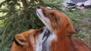 Foxes grooming each other