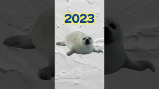 2023 Harp seal vs 5000 bce Harp seal