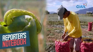 Mga pananim na sibuyas, inaatake ng army worm o harabas ngayong tag-init | Reporter’s Notebook