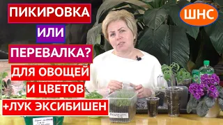 ПИКИРОВКА ИЛИ ПЕРЕВАЛКА? ЧТО ВЫБРАТЬ, КАК ПРОВОДИТЬ И ЗАЧЕМ ОНИ НУЖНЫЙ!