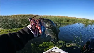 Punching for bass in the California delta with Fish SHAUN(Youtube) on his new bass boat!