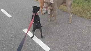 HUGE WEIMARANER, RHODESIAN RIDGEBACK VS. PATTERDALE                           ESTACADO FELL TERRIERS