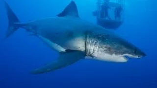 Nobody Expected This From Great White Shark!. It Farts!!!:)))